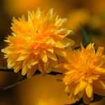 Kerria japonica