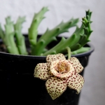 Huernia