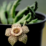 huernia-02