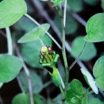 procumbens