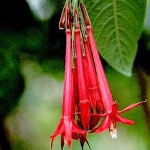 Boliviana