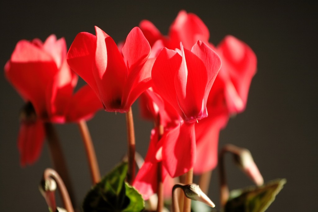 cyclamen