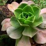 Aeonium nobile