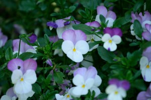 Viola tricolor